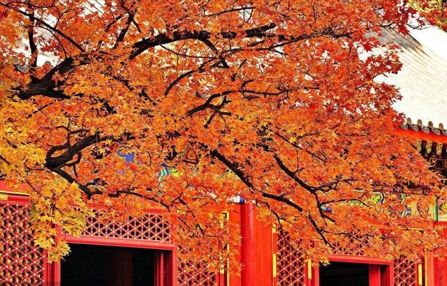 楓葉紅了，裝點(diǎn)滿山景色
