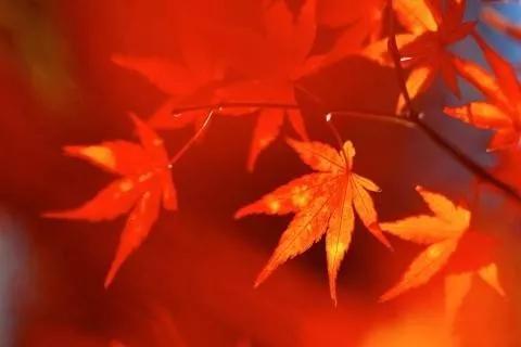 楓葉紅了，裝點(diǎn)滿山景色